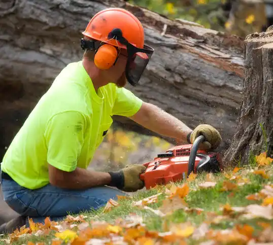 tree services Bellevue